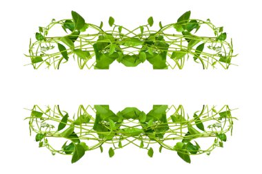 Çiçek Tasarımı. Kırpılmış orman sarmaşıkları kalp şeklinde yeşil yapraklı liana bitkisi beyaz arka planda izole, kırpma yolu dahil.