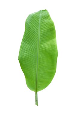 Beyaz arka planda izole edilmiş muz yaprağı, kırpma yolları da dahil. HD Resim ve Büyük Çözünürlük. Duvar kağıdı olarak kullanılabilir