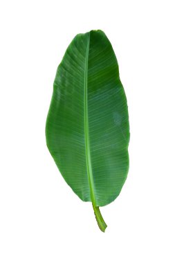Beyaz arka planda izole edilmiş muz yaprağı, kırpma yolları da dahil. HD Resim ve Büyük Çözünürlük. Duvar kağıdı olarak kullanılabilir
