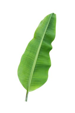 Beyaz arka planda izole edilmiş muz yaprağı, kırpma yolları da dahil. HD Resim ve Büyük Çözünürlük. Duvar kağıdı olarak kullanılabilir
