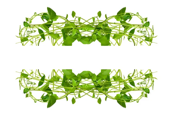 Çiçek Tasarımı. Kırpılmış orman sarmaşıkları kalp şeklinde yeşil yapraklı liana bitkisi beyaz arka planda izole, kırpma yolu dahil.