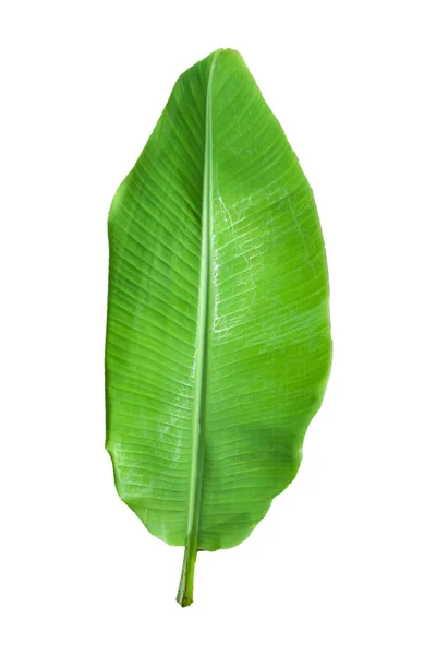 Banana Leaf Leaf Isolated White Background Including Clipping Paths Image — Stock Photo, Image