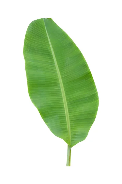 Banana Leaf Leaf Isolated White Background Including Clipping Paths Image — Stock Photo, Image