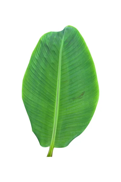 Banana Leaf Leaf Isolated White Background Including Clipping Paths Image — Stock Photo, Image