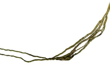 Tahta kökü. Spiral kıvrımlı orman ağacı dalı, beyaz arka planda izole edilmiş sarmaşık bitkisi, kırpma yolu dahil