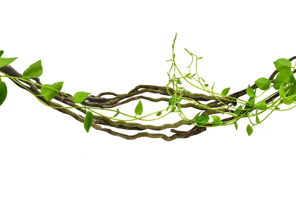 Çarpık kalp şekilli yapraklar tropikal ağaçların köklerinde beyaz arka planda izole edilmiş, kesme yolu olan beyaz arka planda izole edilmiş. Duvar kağıdı olarak kullanılabilir