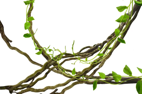 Çarpık kalp şekilli yapraklar tropikal ağaçların köklerinde beyaz arka planda izole edilmiş, kesme yolu olan beyaz arka planda izole edilmiş. Duvar kağıdı olarak kullanılabilir