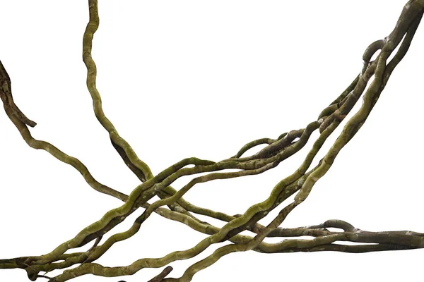 Tahta kökü. Spiral kıvrımlı orman ağacı dalı, beyaz arka planda izole edilmiş sarmaşık bitkisi, kırpma yolu dahil