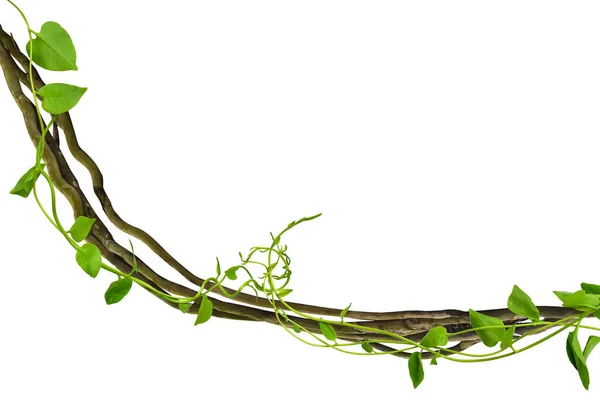 Çarpık kalp şekilli yapraklar tropikal ağaçların köklerinde beyaz arka planda izole edilmiş, kesme yolu olan beyaz arka planda izole edilmiş. Duvar kağıdı olarak kullanılabilir