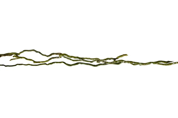 Trärot Spiral Vriden Djungel Träd Gren Vinranka Växt Isolerad Vit — Stockfoto