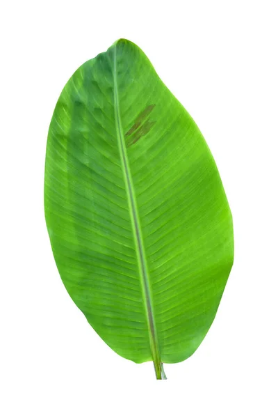 Banana Leaf Isolated White Background — Stock Photo, Image