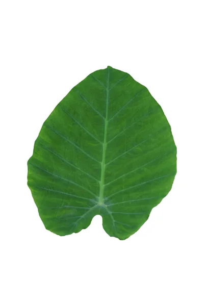 大型心形绿叶的象耳或狼 珊瑚科 热带叶子植物 在白色背景下被隔离 剪枝路径包括 — 图库照片