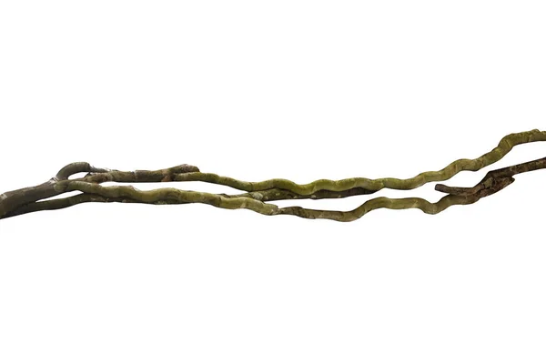 Ρίζα Ξύλου Spiral Στριμμένα Κλαδί Δέντρο Ζούγκλα Αμπέλου Liana Φυτό — Φωτογραφία Αρχείου