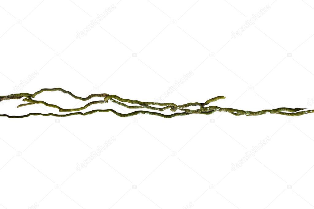 wood root. Spiral twisted jungle tree branch, vine liana plant isolated on white background, clipping path included