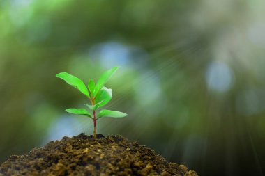 Sabah ışığında büyüyen genç bitki ve yeşil doğa arka plan, yeni yaşam gelişimi ekoloji işi finansal ilerleme konsepti, Dünya Günü