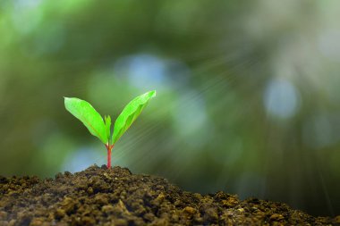 Sabah ışığında büyüyen genç bitki ve yeşil doğa arka plan, yeni yaşam gelişimi ekoloji işi finansal ilerleme konsepti, Dünya Günü