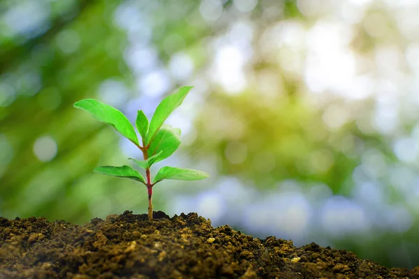 Fiatal Növény Növekszik Reggeli Fény Zöld Természet Bokeh Háttér Élet — Stock Fotó