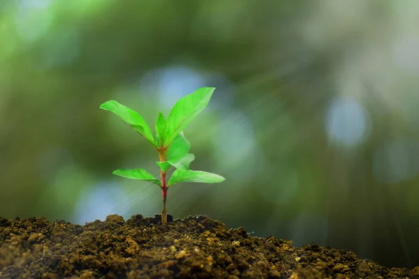 朝の光と緑の自然の中で成長している若い植物ボケ背景 新しい生命成長生態ビジネス財政的な進歩の概念 地球の日 — ストック写真