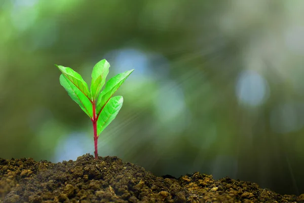 Planta Joven Creciendo Luz Mañana Naturaleza Verde Fondo Bokeh Nuevo — Foto de Stock