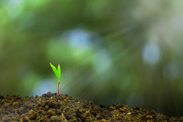 Junge Pflanze Wächst Morgenlicht Und Grüne Natur Bokeh Hintergrund Neues — Stockfoto