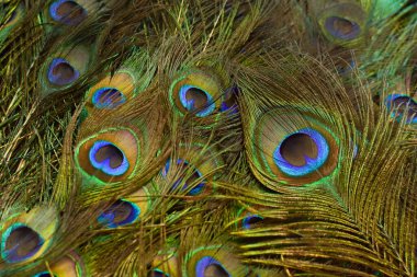 Parlak renklerde tavus kuşu kuyruğunun arkaplanı (Sığ DoF)