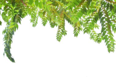 beyaz arkaplanda panoramik yeşil yapraklar