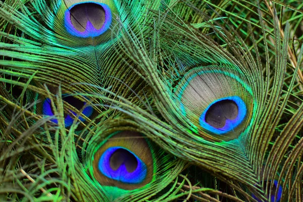 Färgglada Och Konstnärliga Peacock Fjädrar Detta Ett Makrofoto Ett Arrangemang — Stockfoto