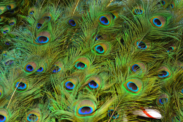 Colorful patterns of thousands of beautiful birds.