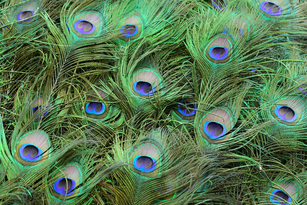Background of peacock tail in bright colours (Shallow DoF)