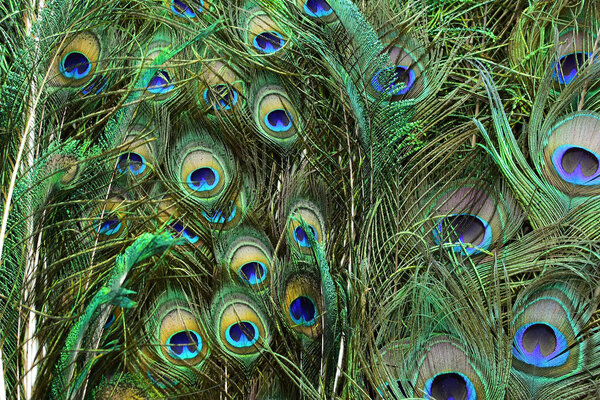 peacock feathers on a green background.vintage