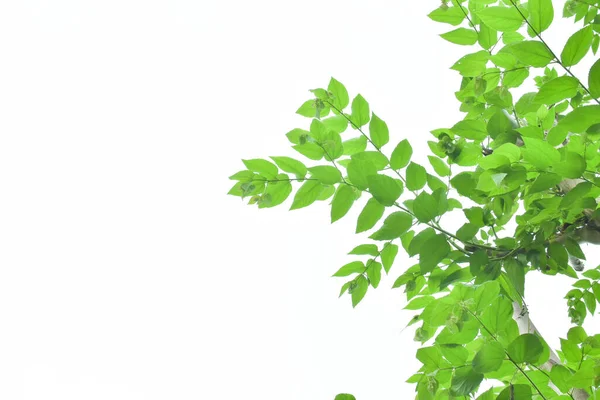Zielony Liść Gałęzie Białym Tle Tapecie — Zdjęcie stockowe