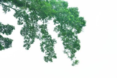 Yazın beyaz arkaplanlı yeşil yapraklar