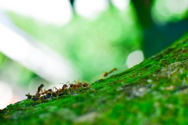 Kırmızı karınca çok küçüktür. Seçici odak, metin için boş alan.
