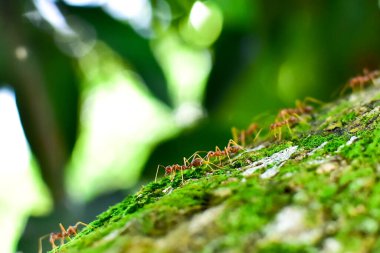 Kırmızı karınca çok küçüktür. Seçici odak, metin için boş alan.