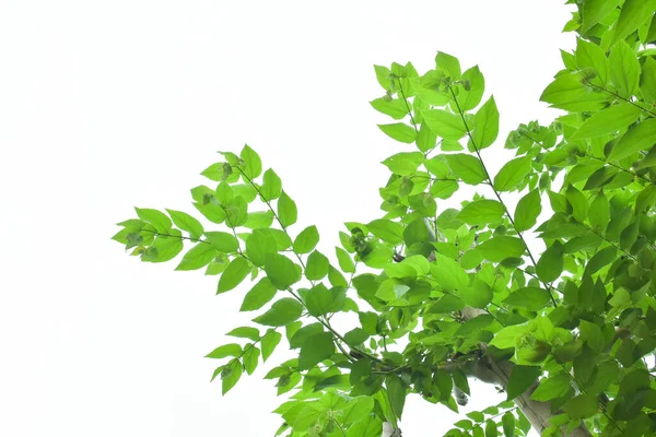 Zielony Liść Gałęzie Białym Tle Tapecie — Zdjęcie stockowe