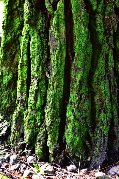 春天的阳光下 苔藓粘在松木上 — 图库照片