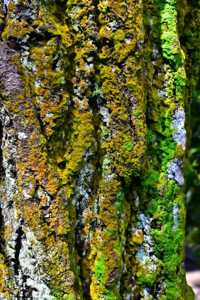 春天的阳光下 苔藓粘在松木上 — 图库照片
