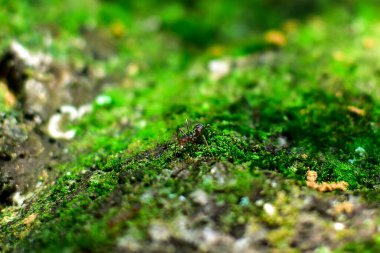 Kırmızı karınca çok küçüktür. Seçici odak, metin için boş alan.