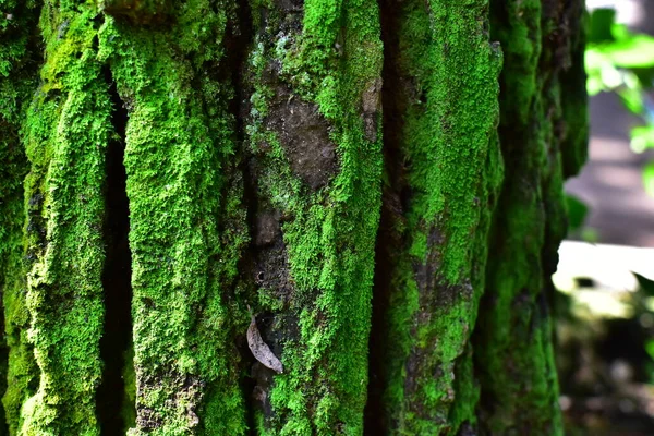 Mech Přilnou Borovicovému Dřevu Jaře Ráno Slunci — Stock fotografie