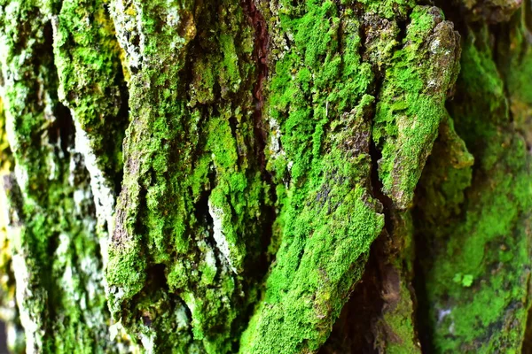 春天的阳光下 苔藓粘在松木上 — 图库照片