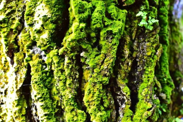 春天的阳光下 苔藓粘在松木上 — 图库照片