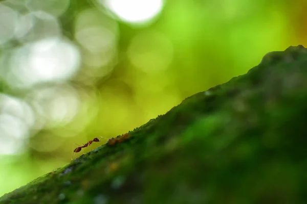 Macro Shot Van Rode Mier Natuur Rode Mier Erg Klein — Stockfoto