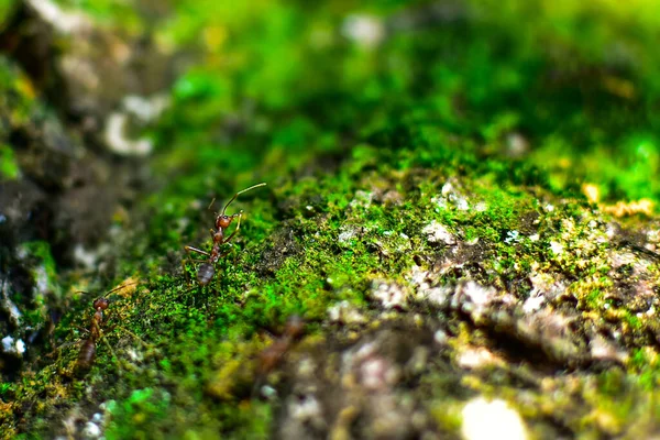 Formiga Vermelha Muito Pequena Foco Seletivo Espaço Livre Para Texto — Fotografia de Stock