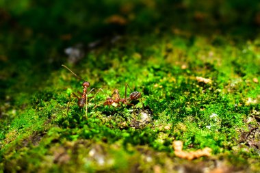 Kırmızı karınca çok küçüktür. Seçici odak, metin için boş alan.