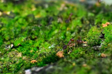 Kırmızı karınca çok küçüktür. Seçici odak, metin için boş alan.