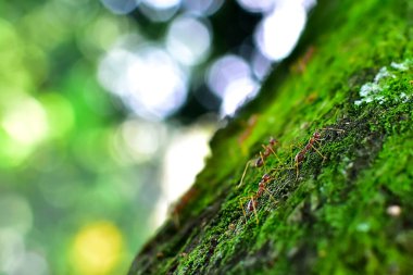 Kırmızı karınca çok küçüktür. Seçici odak, metin için boş alan.