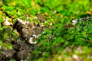 Kırmızı karınca çok küçüktür. Seçici odak, metin için boş alan.