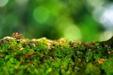 Kırmızı karınca çok küçüktür. Seçici odak, metin için boş alan.