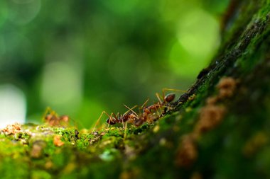 Kırmızı karınca çok küçüktür. Seçici odak, metin için boş alan.