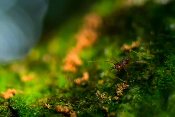 Red Ant Very Small Selective Focus Free Space Text — Stock Photo, Image